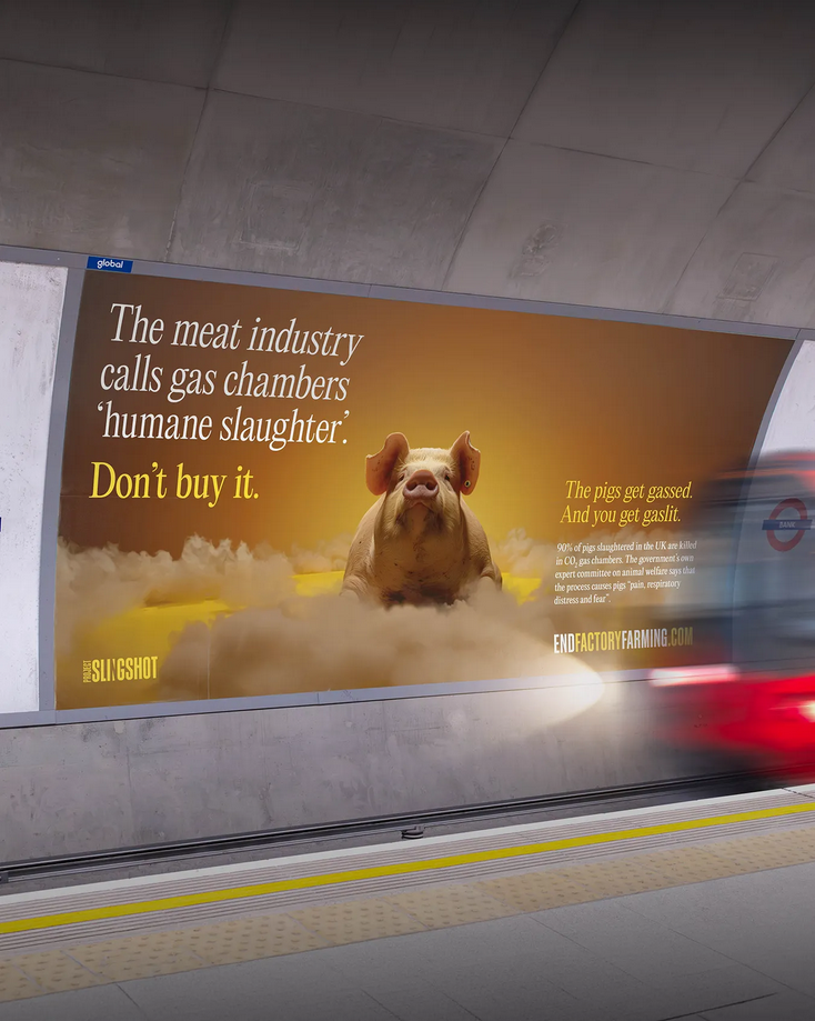 Photo shows a new billboard from Project Slingshot's Ban CO2 Gas Chambers campaign, featuring a picture of a pig and warning commuters about the reality of factory farming and so-called "humane slaughter" methods, such as CO2 gas chambers