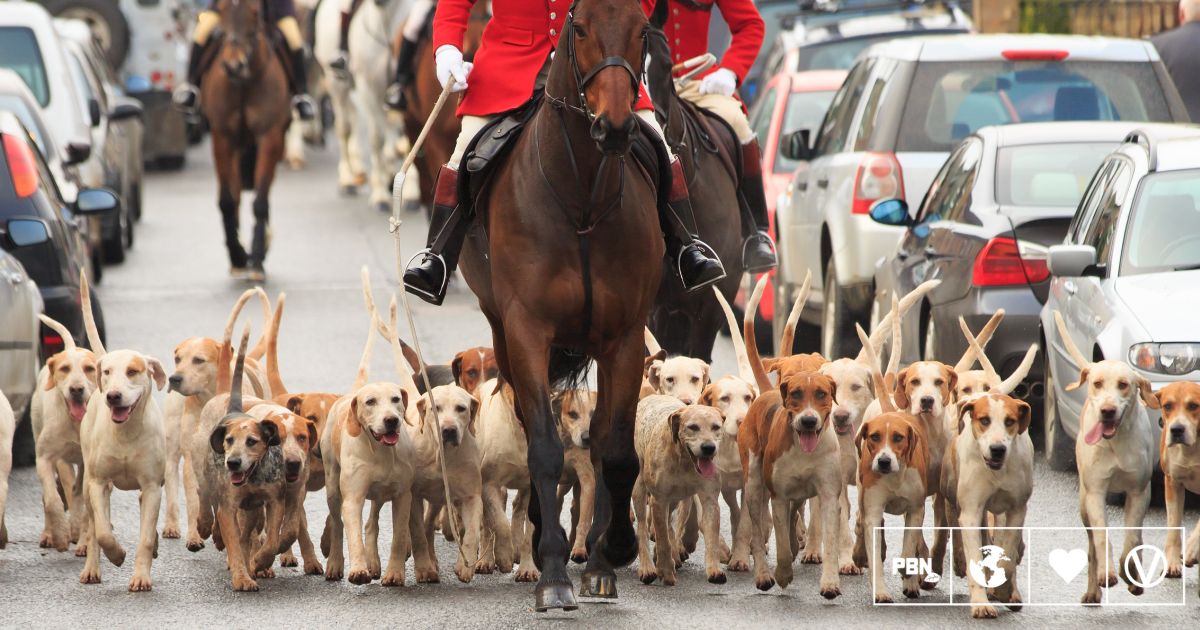 You Can Help End Trail Hunting In England And Wales Today