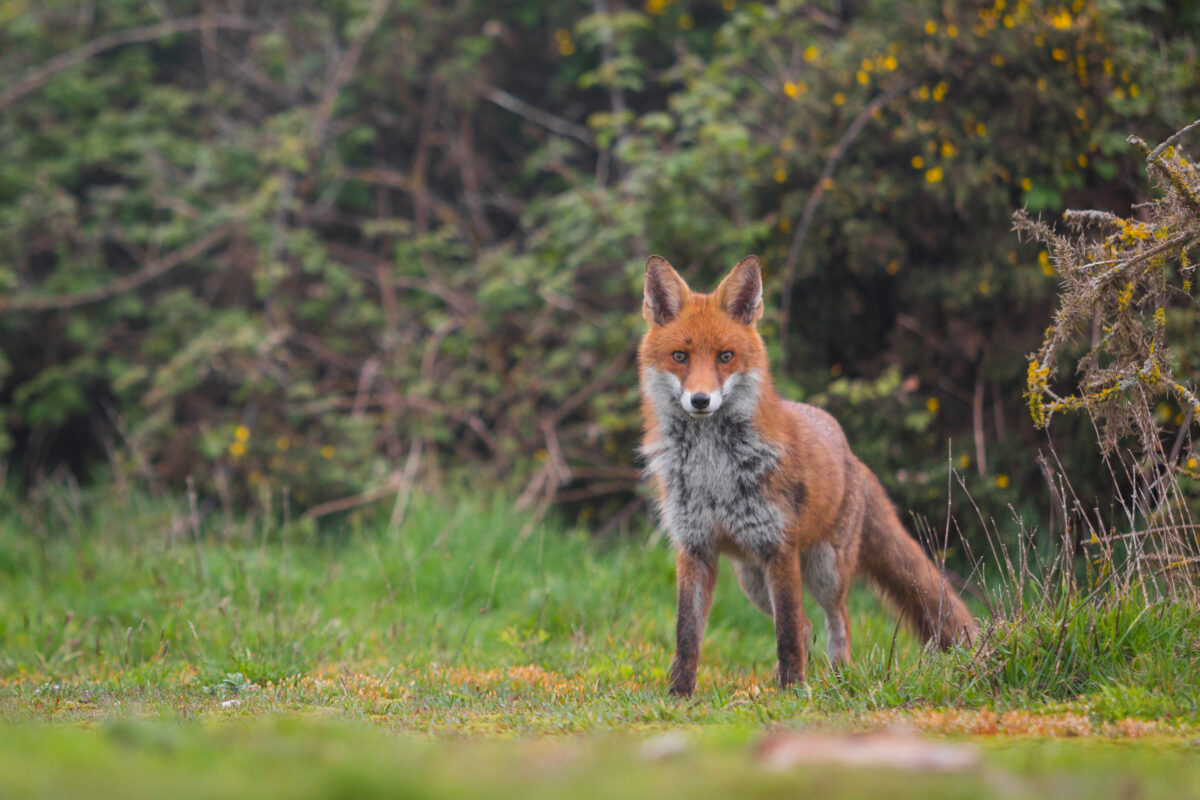 Photo shows a red fox in the UK looking at the camera. The UK government has launched a consultation on its proposed trail hunting ban and is asking for feedback from the public, as well as anti-hunting and pro-hunting groups.