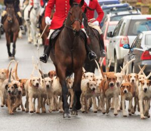Photo shows a pack of hounds running along a paved road lined with cars just behind a huntsman on horseback in a red coat. The UK government has launched a consultation on its proposed trail hunting ban and is asking for feedback from the public, as well as anti-hunting and pro-hunting groups.