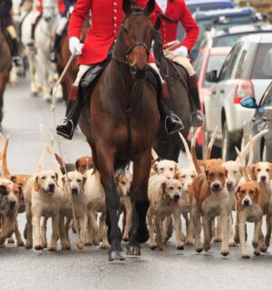 Photo shows a pack of hounds running along a paved road lined with cars just behind a huntsman on horseback in a red coat. The UK government has launched a consultation on its proposed trail hunting ban and is asking for feedback from the public, as well as anti-hunting and pro-hunting groups.