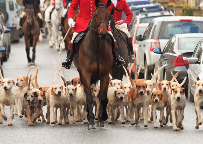 Photo shows a pack of hounds running along a paved road lined with cars just behind a huntsman on horseback in a red coat. The UK government has launched a consultation on its proposed trail hunting ban and is asking for feedback from the public, as well as anti-hunting and pro-hunting groups.