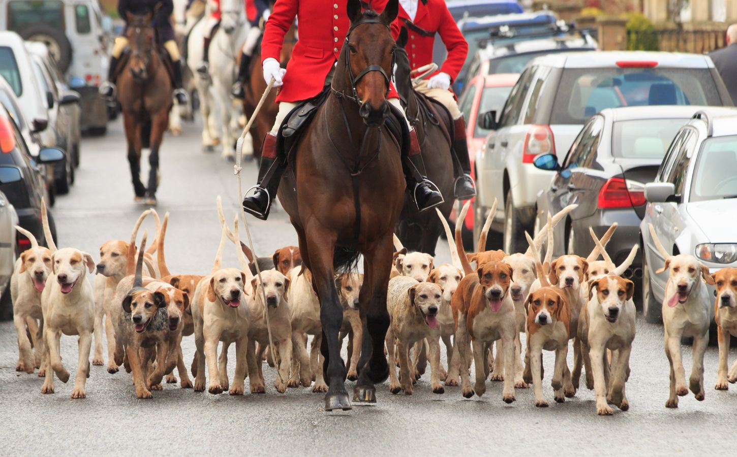 Photo shows a pack of hounds running along a paved road lined with cars just behind a huntsman on horseback in a red coat. The UK government has launched a consultation on its proposed trail hunting ban and is asking for feedback from the public, as well as anti-hunting and pro-hunting groups.