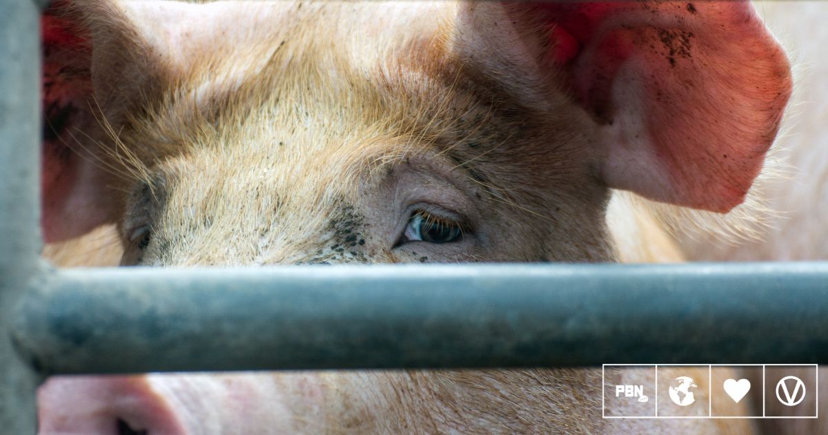 ‘Horror Story’ Pig Farm Hogwood Expected To Close This Year