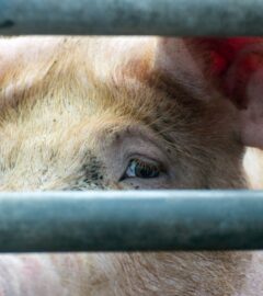 Photo is a closeup image of a pig's face as they look out at the camera from between thick metal bars. The controversial Hogwood pig farm is expected to close for good in September after four seperate undercover investigations by Viva!