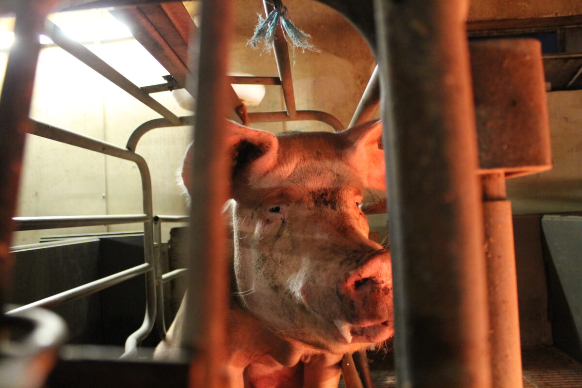 Photo shows a pig in a cage at Hogwood farm