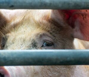 Photo is a closeup image of a pig's face as they look out at the camera from between thick metal bars. The controversial Hogwood pig farm is expected to close for good in September after four seperate undercover investigations by Viva!