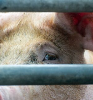 Photo is a closeup image of a pig's face as they look out at the camera from between thick metal bars. The controversial Hogwood pig farm is expected to close for good in September after four seperate undercover investigations by Viva!