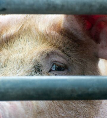 Photo is a closeup image of a pig's face as they look out at the camera from between thick metal bars. The controversial Hogwood pig farm is expected to close for good in September after four seperate undercover investigations by Viva!