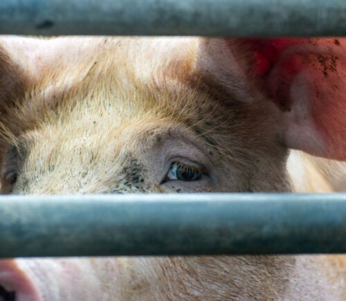 Photo is a closeup image of a pig's face as they look out at the camera from between thick metal bars. The controversial Hogwood pig farm is expected to close for good in September after four seperate undercover investigations by Viva!