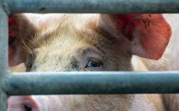 Photo is a closeup image of a pig's face as they look out at the camera from between thick metal bars. The controversial Hogwood pig farm is expected to close for good in September after four seperate undercover investigations by Viva!