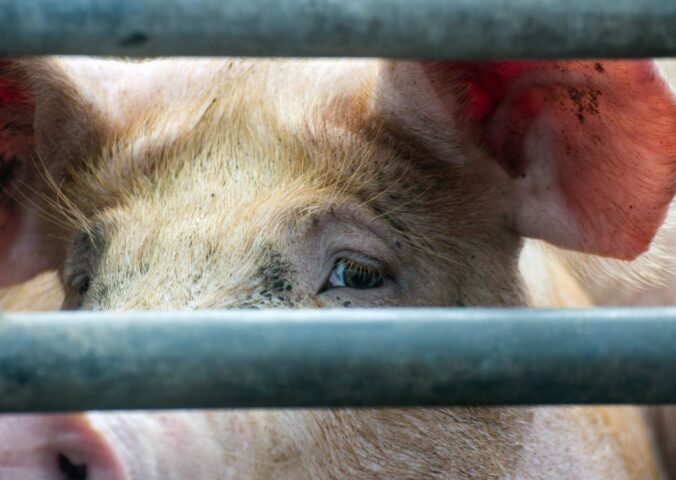 Photo is a closeup image of a pig's face as they look out at the camera from between thick metal bars. The controversial Hogwood pig farm is expected to close for good in September after four seperate undercover investigations by Viva!