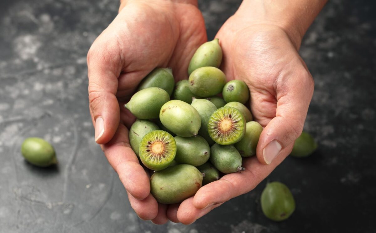 Photo shows someone cupping their hands and holding a lot of kiwiberries. The kiwiberry, a tiny and sweet-tasting fruit, could help to slow or even stop lung cancer growth, according to the latest in a series of studies.