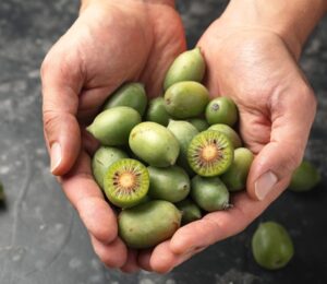 Photo shows someone cupping their hands and holding a lot of kiwiberries. The kiwiberry, a tiny and sweet-tasting fruit, could help to slow or even stop lung cancer growth, according to the latest in a series of studies.