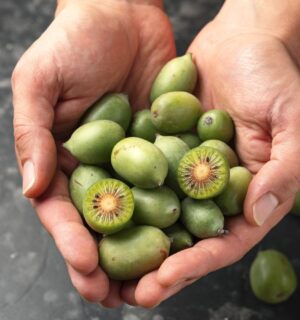 Photo shows someone cupping their hands and holding a lot of kiwiberries. The kiwiberry, a tiny and sweet-tasting fruit, could help to slow or even stop lung cancer growth, according to the latest in a series of studies.