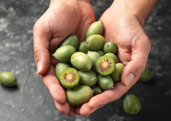 Photo shows someone cupping their hands and holding a lot of kiwiberries. The kiwiberry, a tiny and sweet-tasting fruit, could help to slow or even stop lung cancer growth, according to the latest in a series of studies.