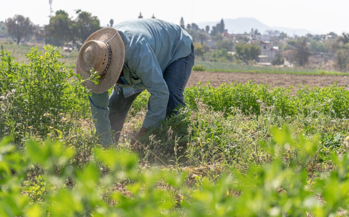 Photo shows a farmer bending down in a field of alfalfa. New legislation aims to expand US manufacturing of plant-based materials in order to reduce reliance on imported petroleum