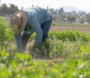 Photo shows a farmer bending down in a field of alfalfa. New legislation aims to expand US manufacturing of plant-based materials in order to reduce reliance on imported petroleum