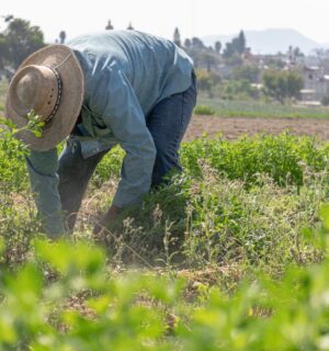 Photo shows a farmer bending down in a field of alfalfa. New legislation aims to expand US manufacturing of plant-based materials in order to reduce reliance on imported petroleum