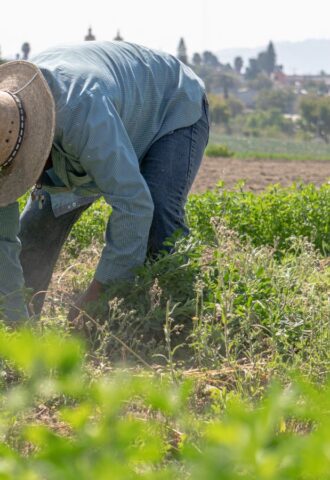 Photo shows a farmer bending down in a field of alfalfa. New legislation aims to expand US manufacturing of plant-based materials in order to reduce reliance on imported petroleum