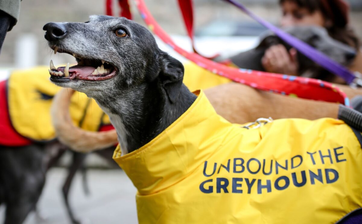 Photo shows an older greyhound wearing a bright yellow coat with the name "Unbound the Greyhound" on it. Scotland and Wales have both agreed to ban greyhound racing, a decision that was welcomed by animal welfare coalition Unbound the Greyhound