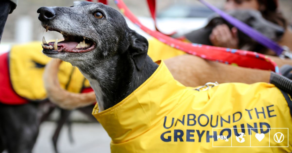 Scotland And Wales Both Just Banned Greyhound Racing