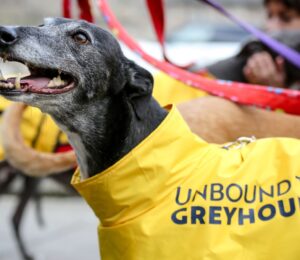 Photo shows an older greyhound wearing a bright yellow coat with the name "Unbound the Greyhound" on it. Scotland and Wales have both agreed to ban greyhound racing, a decision that was welcomed by animal welfare coalition Unbound the Greyhound