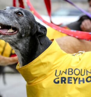 Photo shows an older greyhound wearing a bright yellow coat with the name "Unbound the Greyhound" on it. Scotland and Wales have both agreed to ban greyhound racing, a decision that was welcomed by animal welfare coalition Unbound the Greyhound