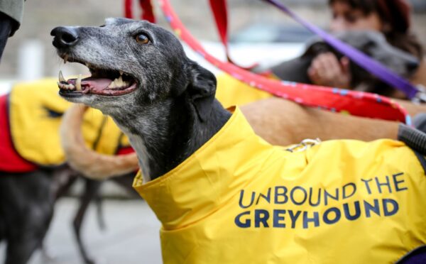 Photo shows an older greyhound wearing a bright yellow coat with the name "Unbound the Greyhound" on it. Scotland and Wales have both agreed to ban greyhound racing, a decision that was welcomed by animal welfare coalition Unbound the Greyhound