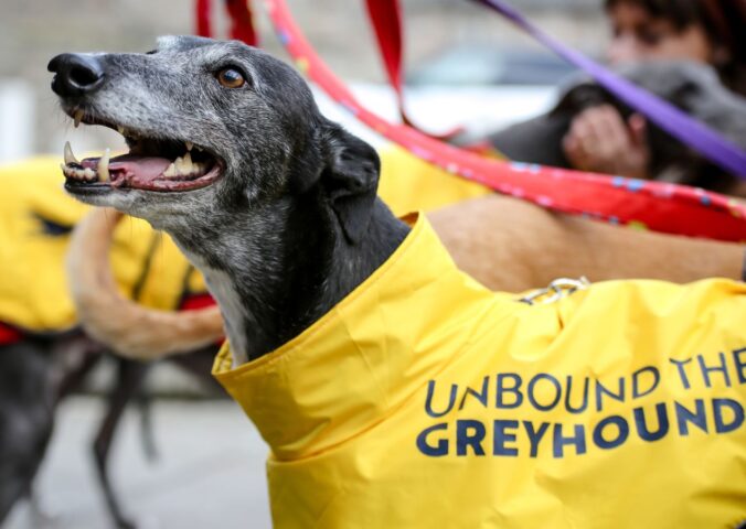 Photo shows an older greyhound wearing a bright yellow coat with the name "Unbound the Greyhound" on it. Scotland and Wales have both agreed to ban greyhound racing, a decision that was welcomed by animal welfare coalition Unbound the Greyhound