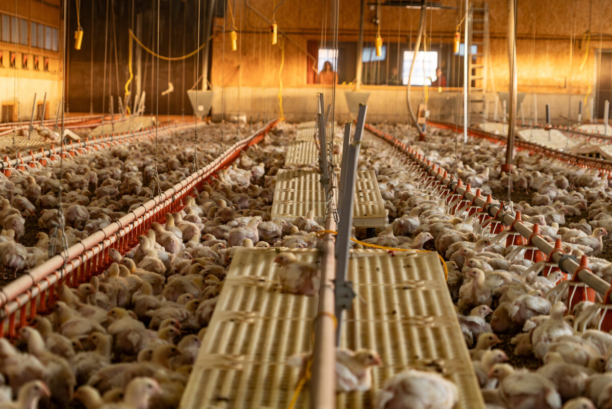 Photo shows a lot of young chickens in a large factory farm-type warehouse space. A new “Ammonia Map” shows that the UK’s pollution hotspots correlate with factory farms