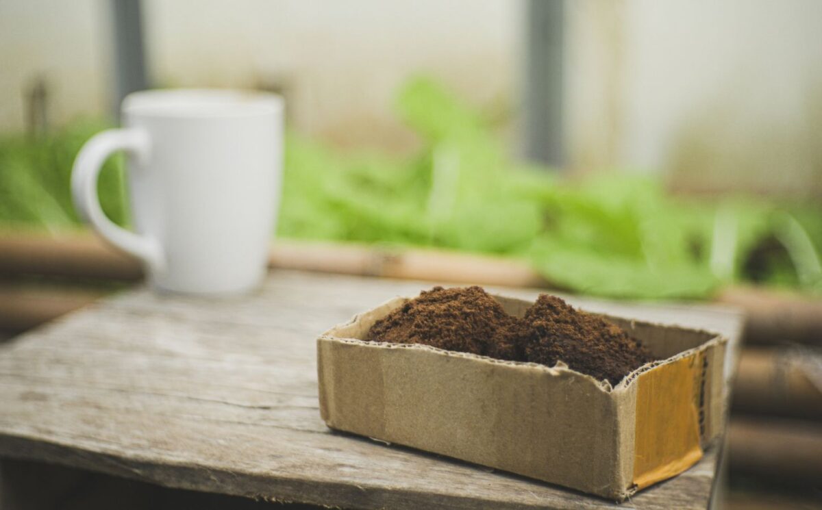 Photo shows a cup of coffee on a wooden bench next to a planter filled with green leaves and a cardboard box of spent coffee grounds. A biotech company has filed a global patent for upcycling coffee grounds into a flavor-enhancer that could improve plant-based meat