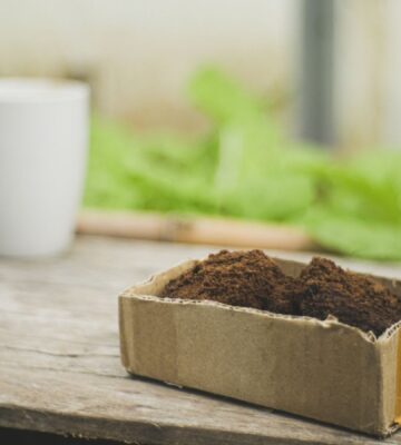 Photo shows a cup of coffee on a wooden bench next to a planter filled with green leaves and a cardboard box of spent coffee grounds. A biotech company has filed a global patent for upcycling coffee grounds into a flavor-enhancer that could improve plant-based meat