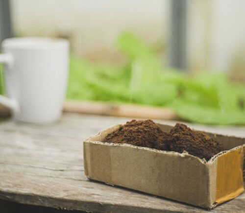 Photo shows a cup of coffee on a wooden bench next to a planter filled with green leaves and a cardboard box of spent coffee grounds. A biotech company has filed a global patent for upcycling coffee grounds into a flavor-enhancer that could improve plant-based meat