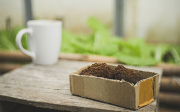 Photo shows a cup of coffee on a wooden bench next to a planter filled with green leaves and a cardboard box of spent coffee grounds. A biotech company has filed a global patent for upcycling coffee grounds into a flavor-enhancer that could improve plant-based meat