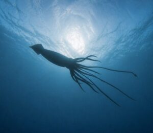 Photo is an AI-rendered image of Architeuthis dux, an extremely large, deep-ocean dwelling giant squid