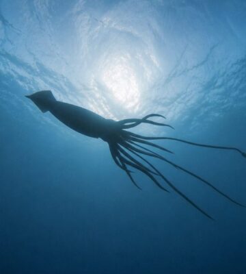 Photo is an AI-rendered image of Architeuthis dux, an extremely large, deep-ocean dwelling giant squid