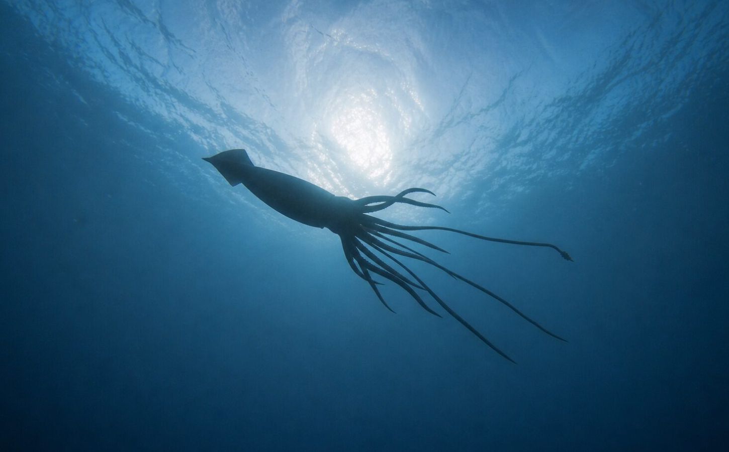 Photo is an AI-rendered image of Architeuthis dux, an extremely large, deep-ocean dwelling giant squid