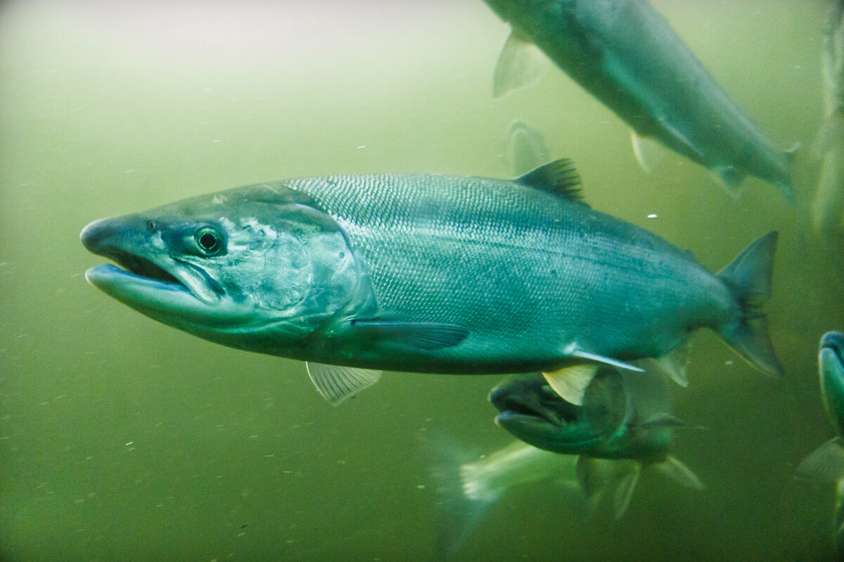 Photo shows a salmon swimming in murky green water