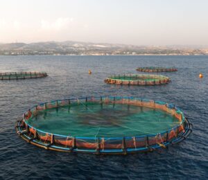 Photo shows a large aquaculture pen in the ocean, with two more in the background. US President Donald Trump has continued to push for what some are calling the “chickenification” of aquaculture by removing and watering down the sector’s existing regulations