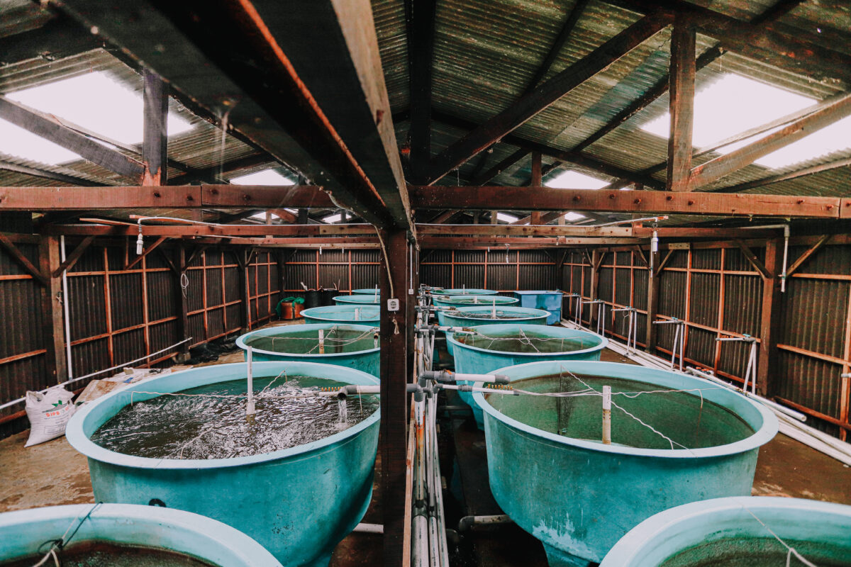 Photo shows a series of large aquaculture tanks in a wooden barn