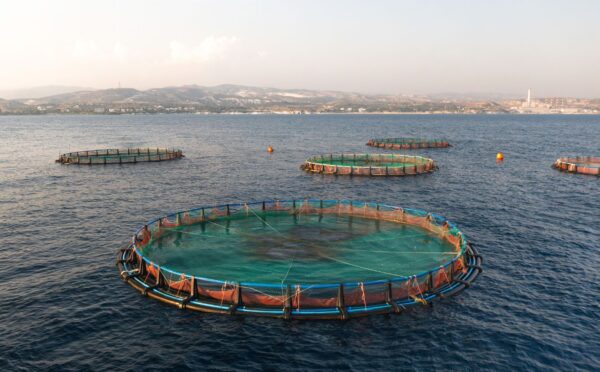 Photo shows a large aquaculture pen in the ocean, with two more in the background. US President Donald Trump has continued to push for what some are calling the “chickenification” of aquaculture by removing and watering down the sector’s existing regulations