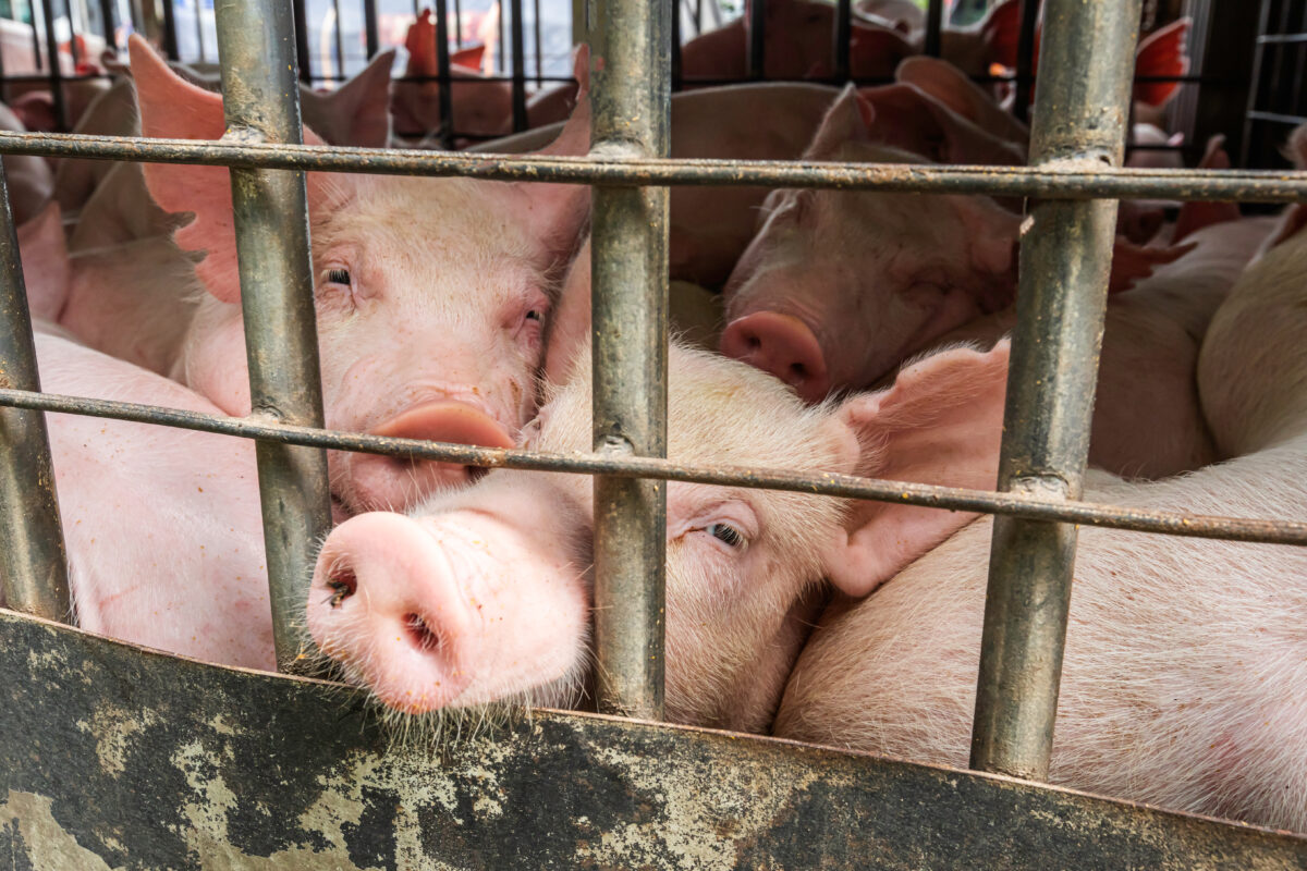 Photo shows a baby piglet in a metal cage, being transported by truck