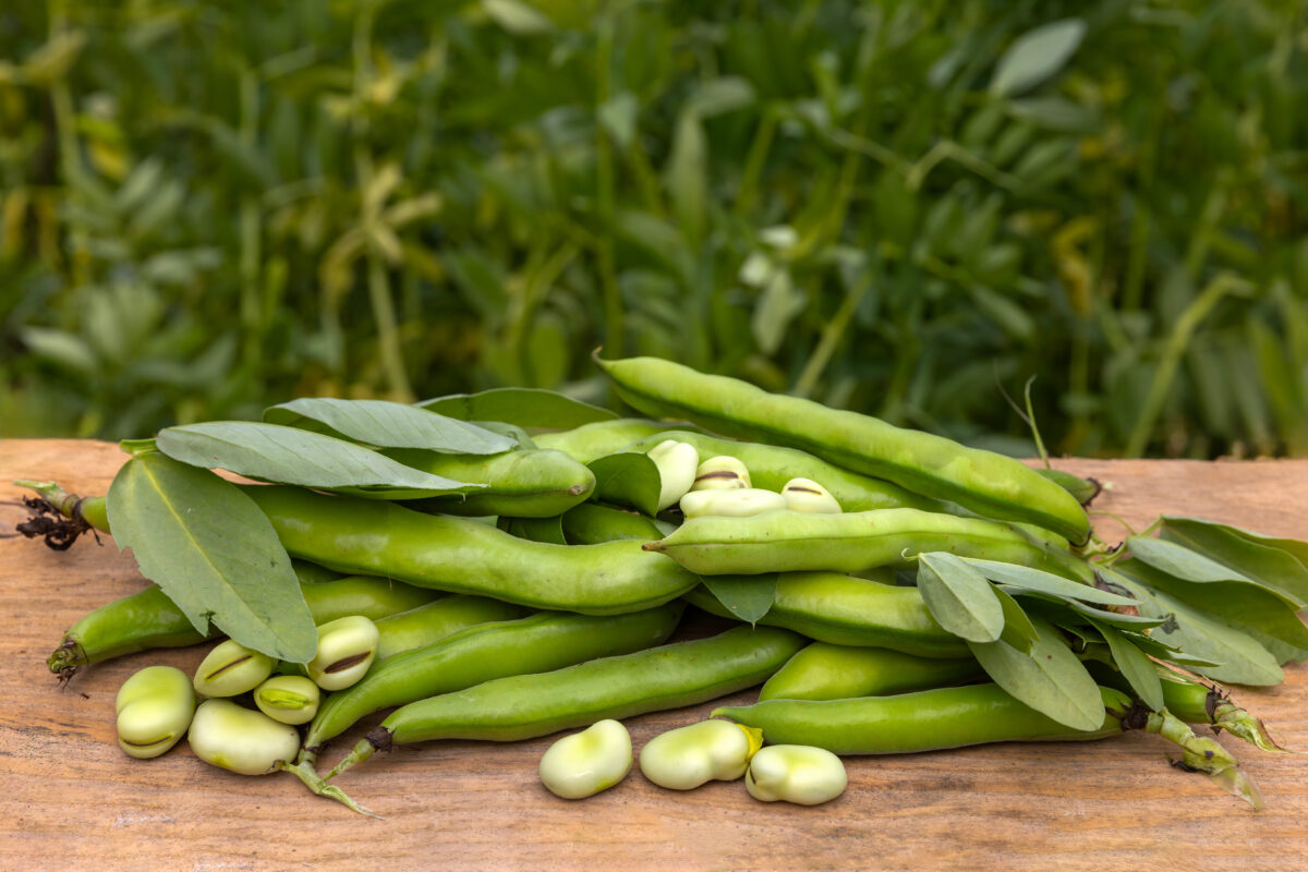 Photo shows a pile of fava beans outside