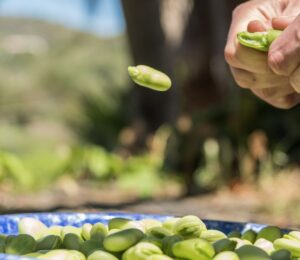Photo shows someone popping out a fava bean from its husk onto a plate. Doubling European fava bean consumption by 2040 could help save people €42 million per year in healthcare costs