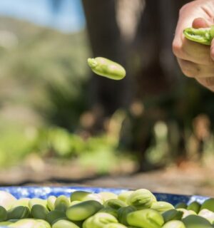 Photo shows someone popping out a fava bean from its husk onto a plate. Doubling European fava bean consumption by 2040 could help save people €42 million per year in healthcare costs