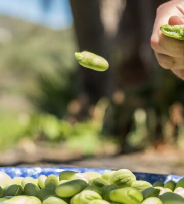Photo shows someone popping out a fava bean from its husk onto a plate. Doubling European fava bean consumption by 2040 could help save people €42 million per year in healthcare costs