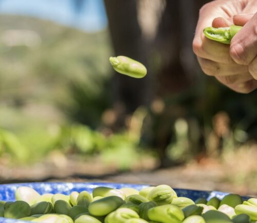 Photo shows someone popping out a fava bean from its husk onto a plate. Doubling European fava bean consumption by 2040 could help save people €42 million per year in healthcare costs