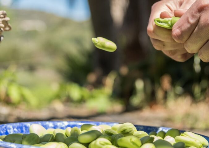 Photo shows someone popping out a fava bean from its husk onto a plate. Doubling European fava bean consumption by 2040 could help save people €42 million per year in healthcare costs