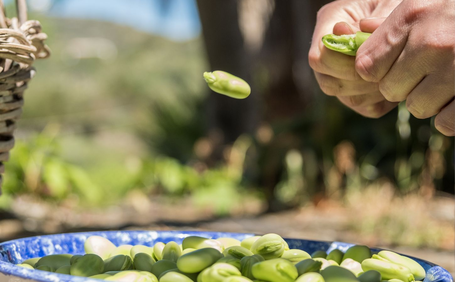 Photo shows someone popping out a fava bean from its husk onto a plate. Doubling European fava bean consumption by 2040 could help save people €42 million per year in healthcare costs